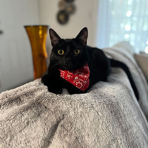 Meet your Posher, Patricia